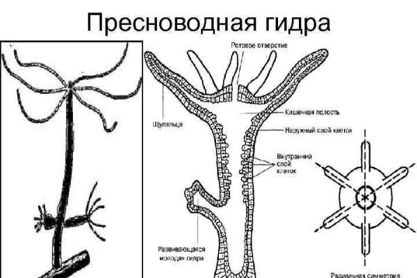 Kraken официальный сайт ссылка