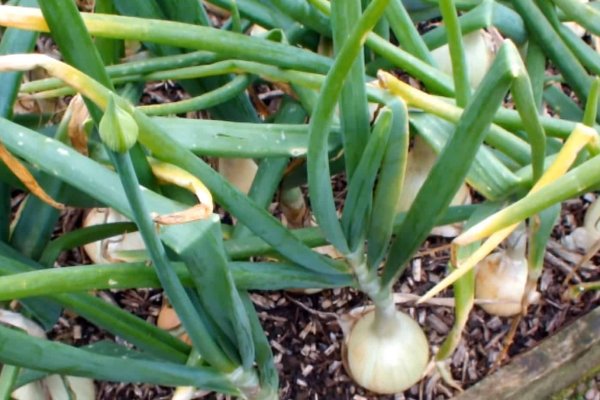 Http kraken onion